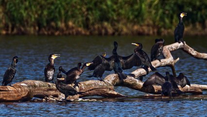 CORMORAN