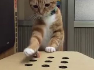 Cat Plays Whack-The-Finger