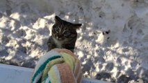 Cat climbs a rope to go back home!