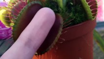 Venus Flytrap Plant Bites Finger ! - Венерина Мухоловка кусает Палец !