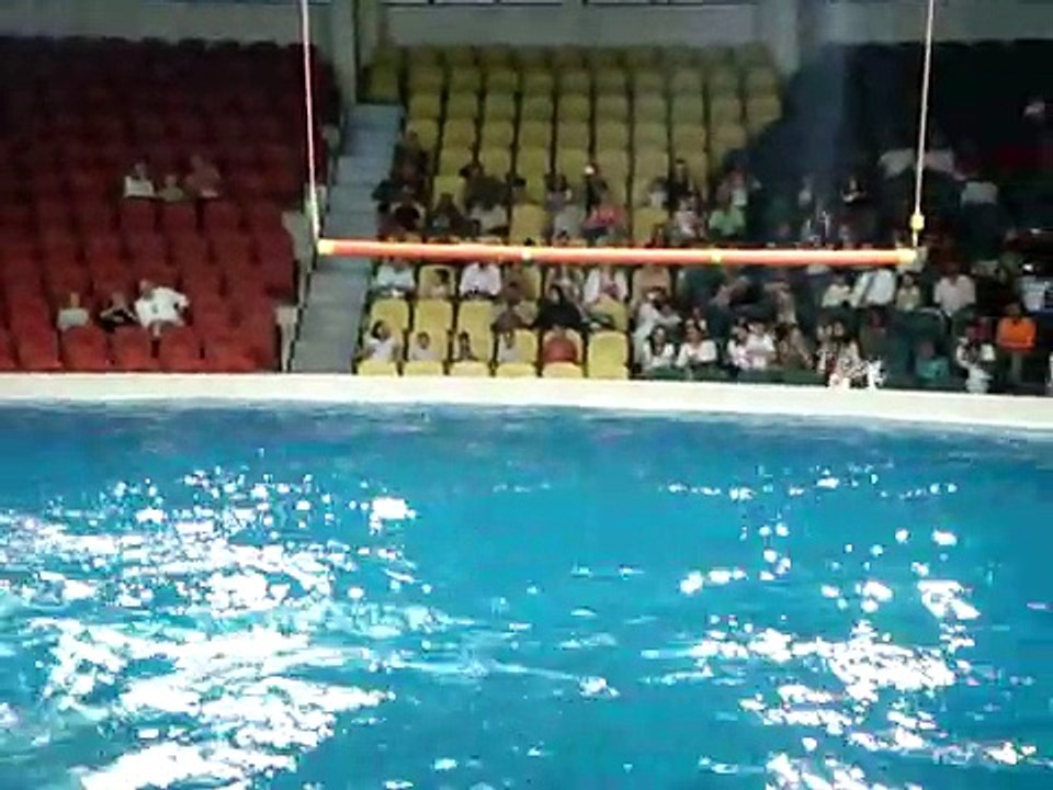 Dolphin Show