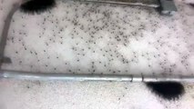 Room covered with thousands of Spiders!