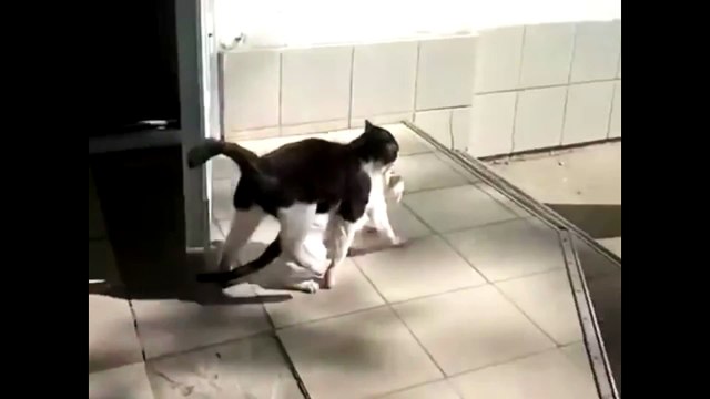 Un chat kidnappe un autre chat!