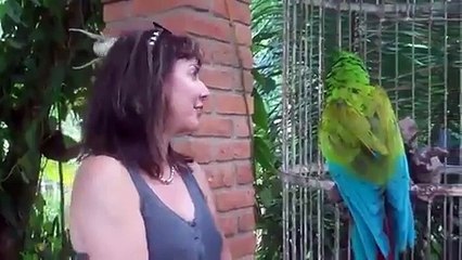 Funniest Parrot Video Ever