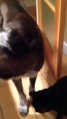 Cat misses dog after being apart for 10 days