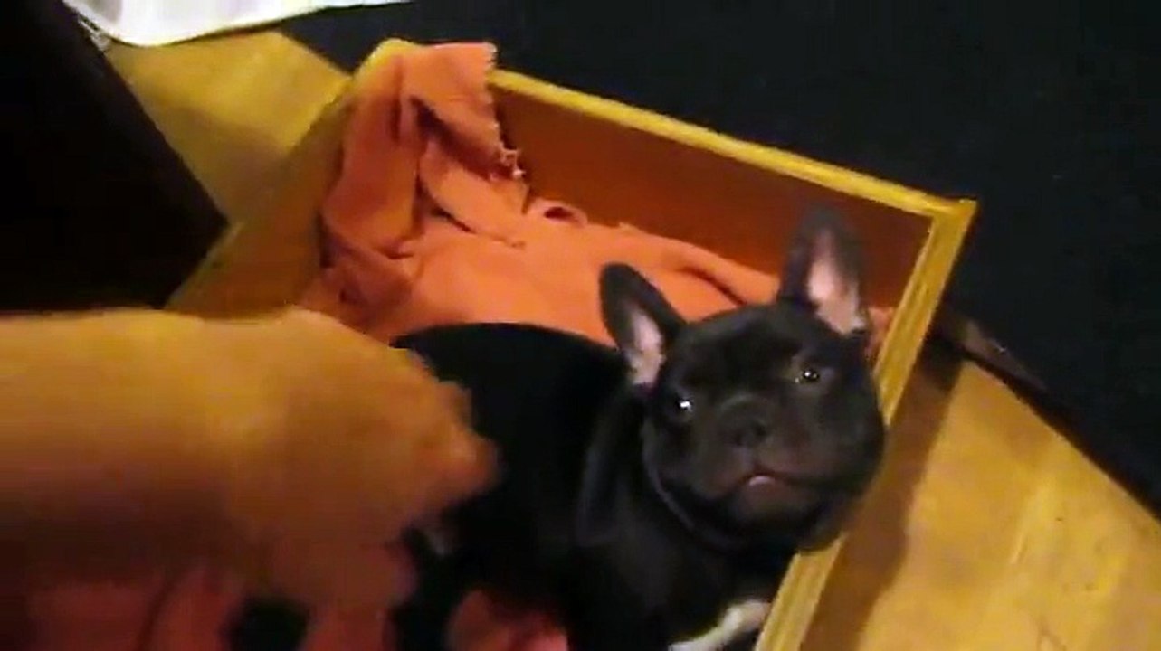 funny dog video ( by ewallbuzz.com )