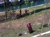 Mama Bear Trying To Shake A Baby Bear From A Tree