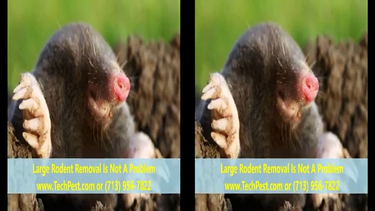 Pest Control Houston (713) 956-7822 Houston Exterminators