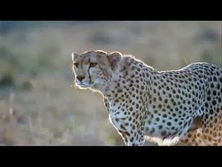 Bu Hayatta Asla Tökezlemeyeceksin!