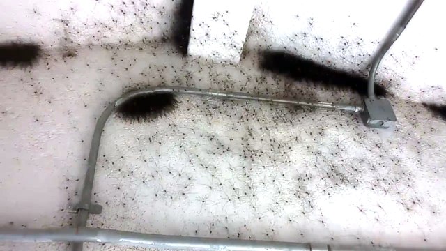 Une pièce pleine de milliers d'araignées