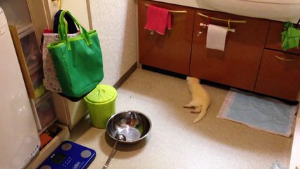 Un furet installe son nid dans une salle de bain