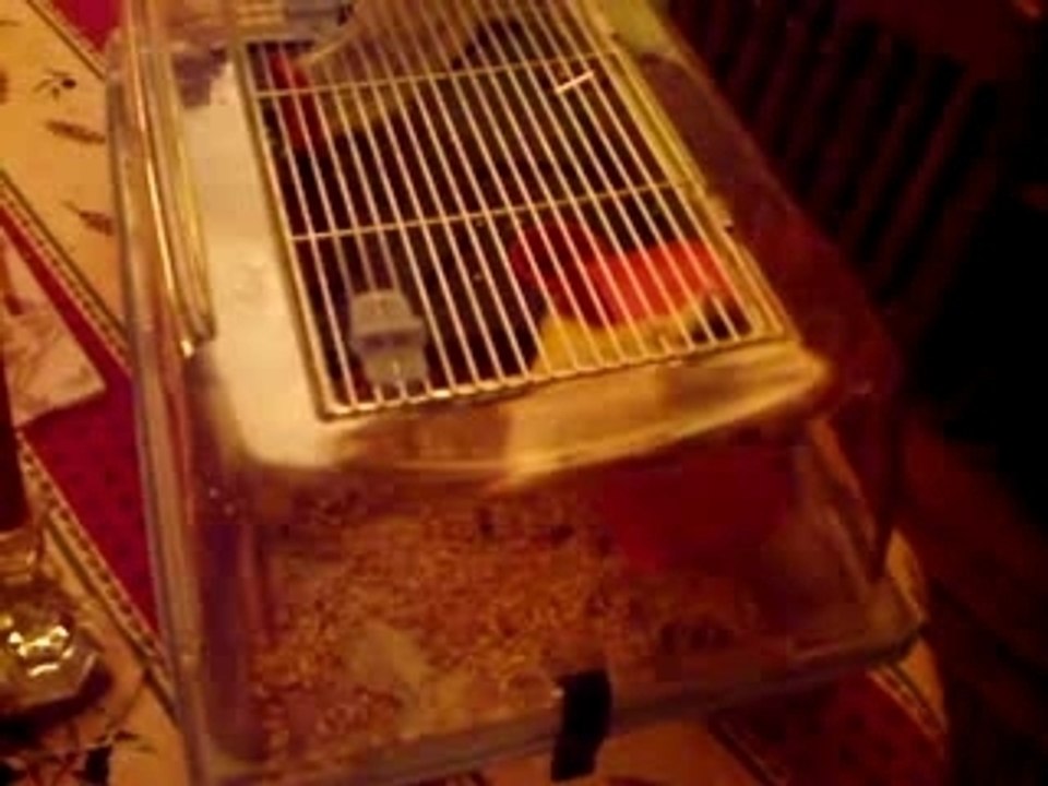 hamster