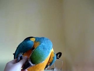 mon perroquet ararauna qui parle