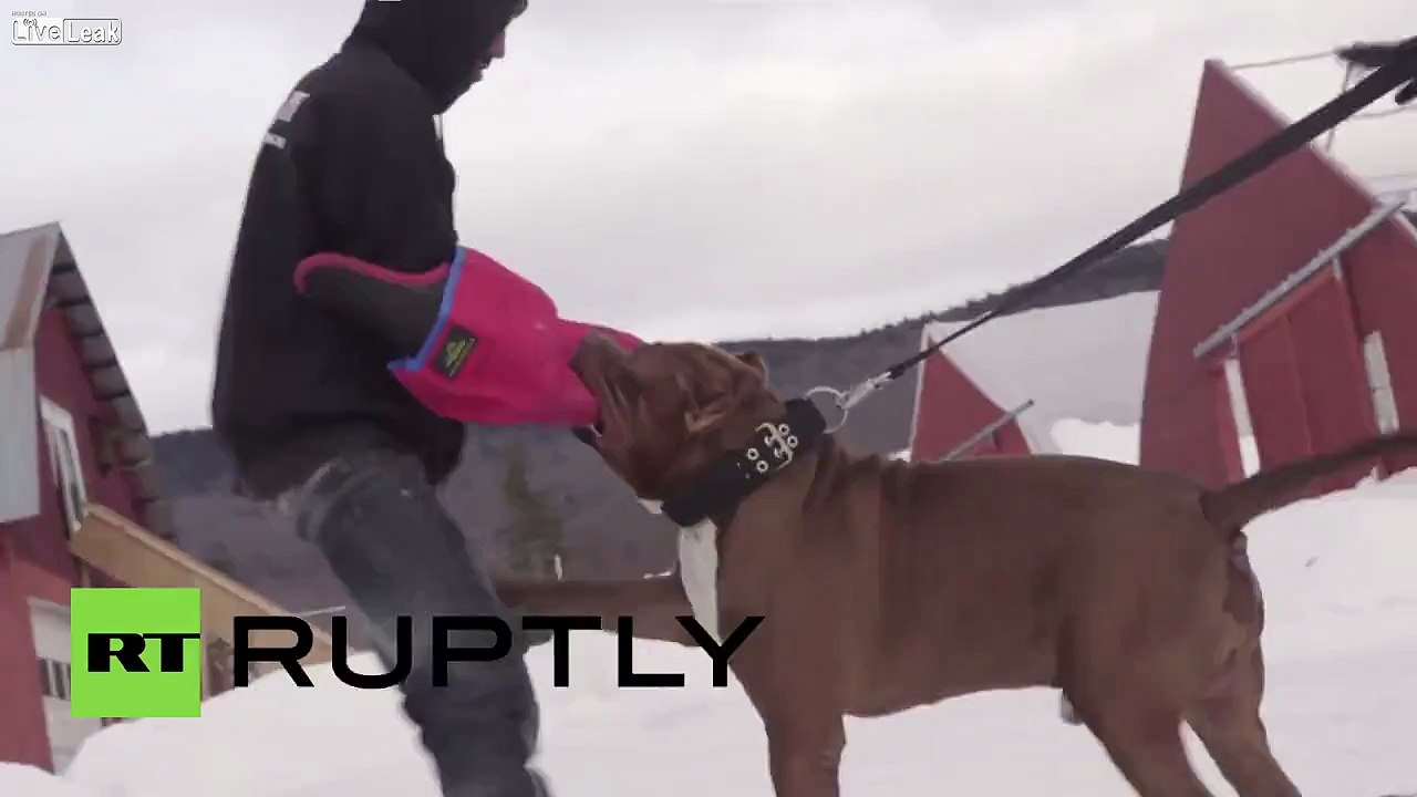 USA- The Hulk - Is this the world's BIGGEST pit bull-