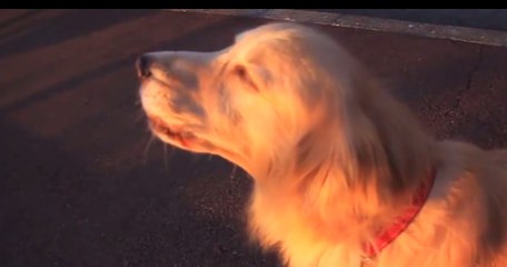 Golden Retriever Sings Along with Sirens!
