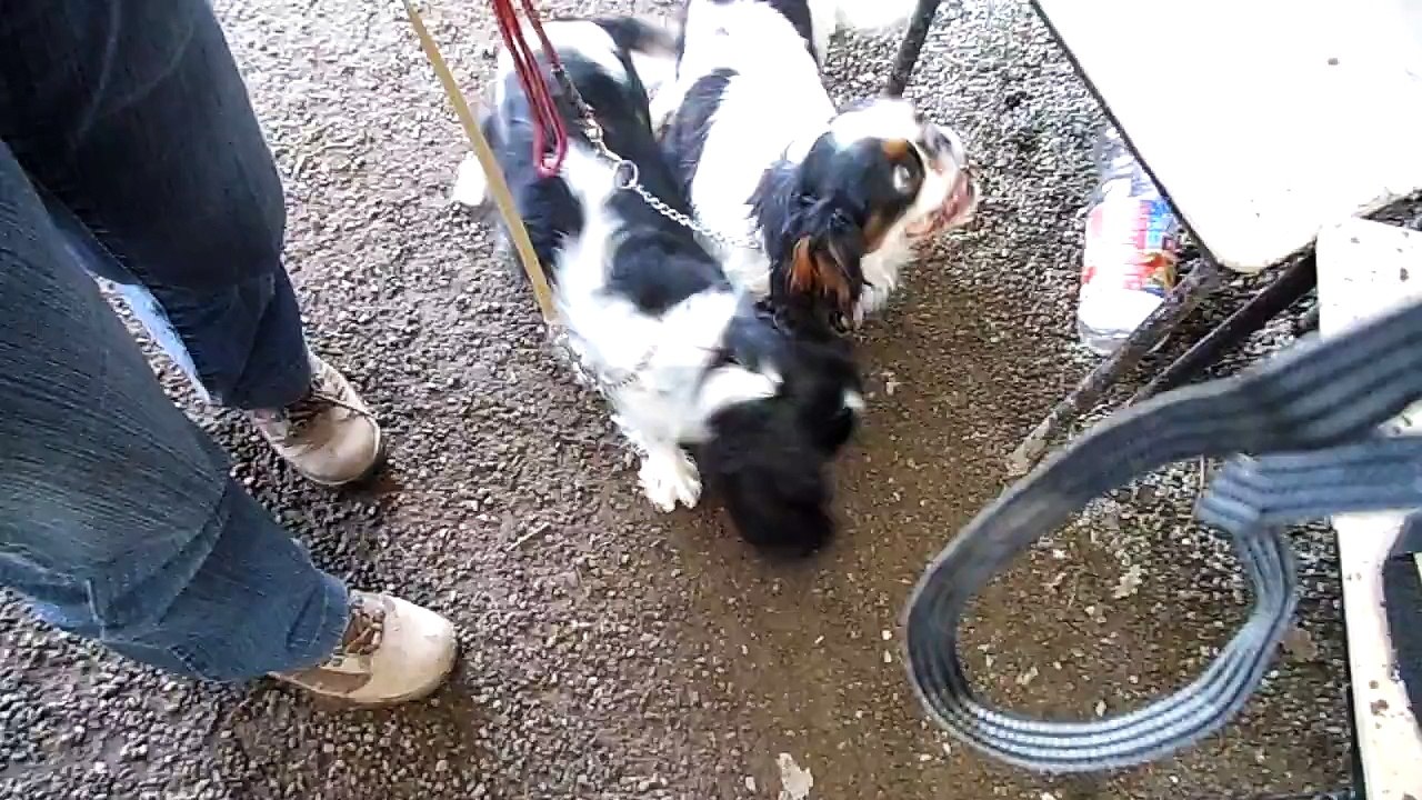 DE LA VERTE ALBION.1