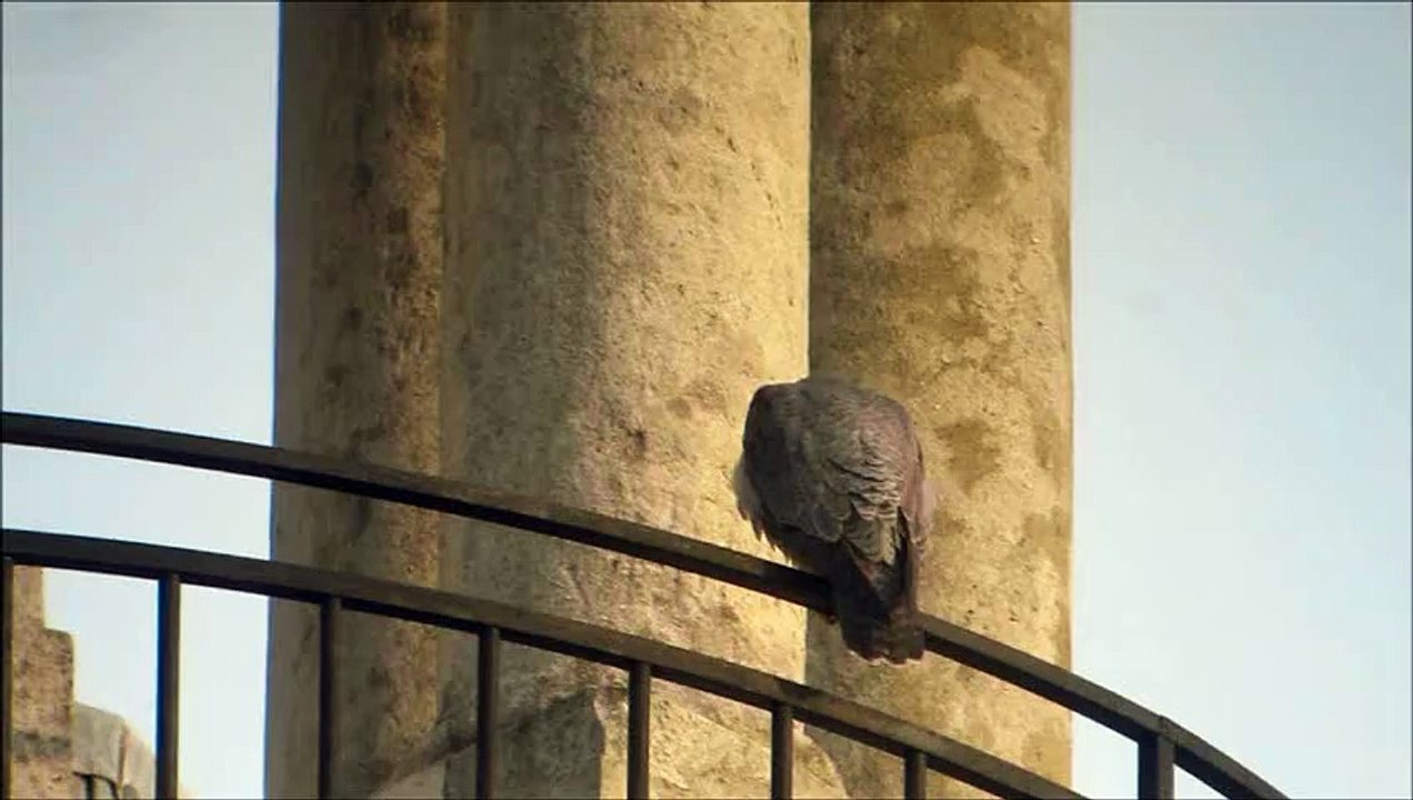 Faucon pèlerin Nancy (54FR) Accouplement 2015 sur la cathédrale