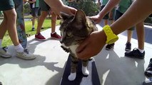 GoPro Didga the Skateboarding Cat