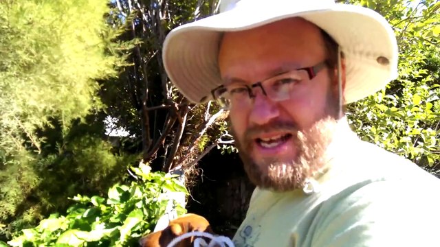 Un chien aide son maître à récupèrer une balle chez le voisin