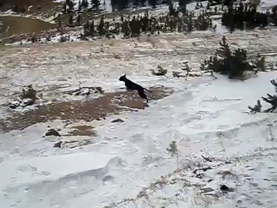 Dixie gone wild