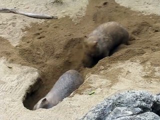 Funny Wombats Team Work ! - Смешные Вомбаты роют яму - Прикол !