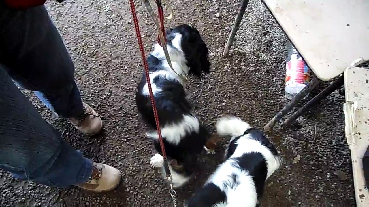 DE LA VERTE ALBION.2