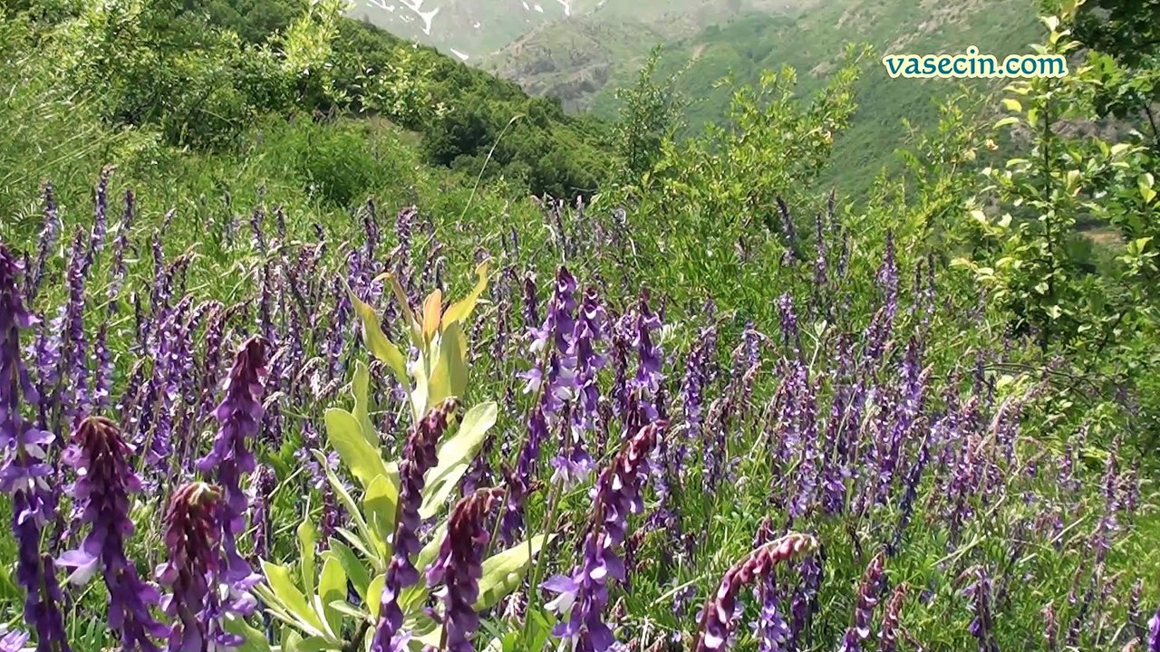 Dersim Pilemoriye Welate ROJ.Dewa ma  Kuhtaran,Tora Zaf Hasken.
