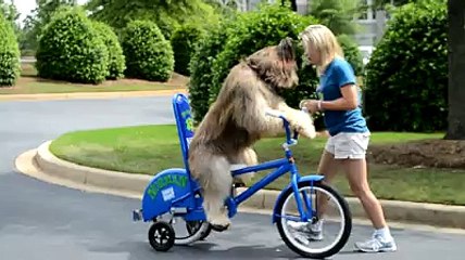 Norman The Dog Rides a Bike