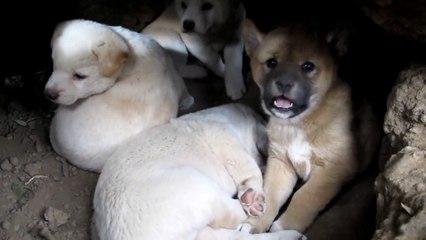 Cute Dingo Puppies waking up - Funny ! - Динго щенки просыпаются - Прикол !
