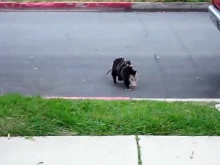 Opossum Transporting Babies on her back ! - Опоссум перевозит детенышей на !