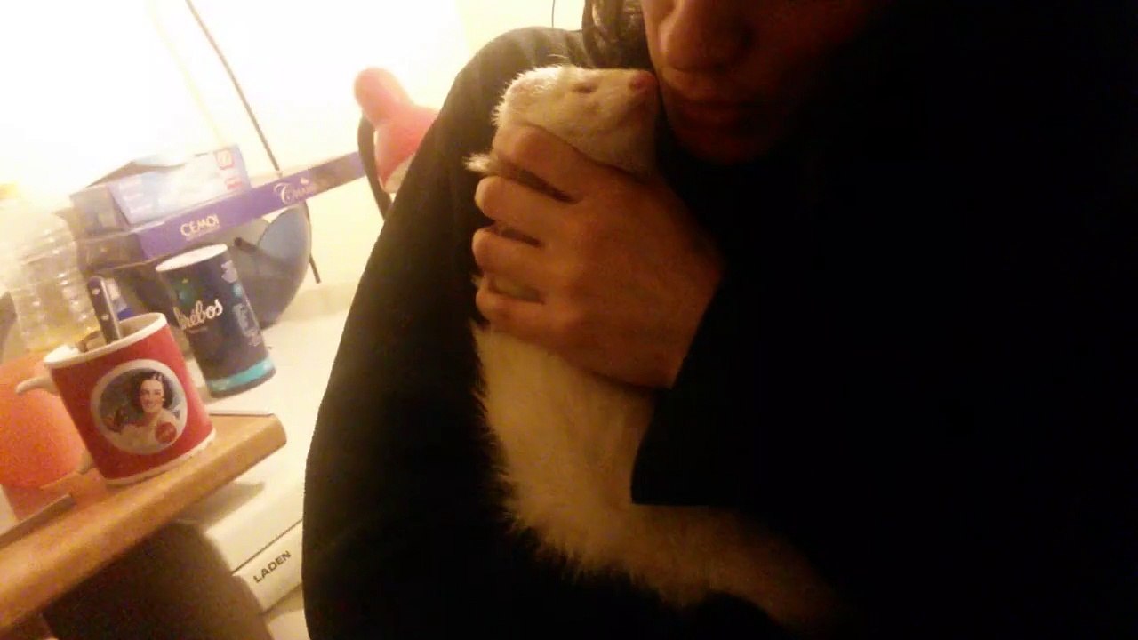 Fufu Cham et moi (détournement de furet)