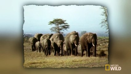 Elephants in Mourning