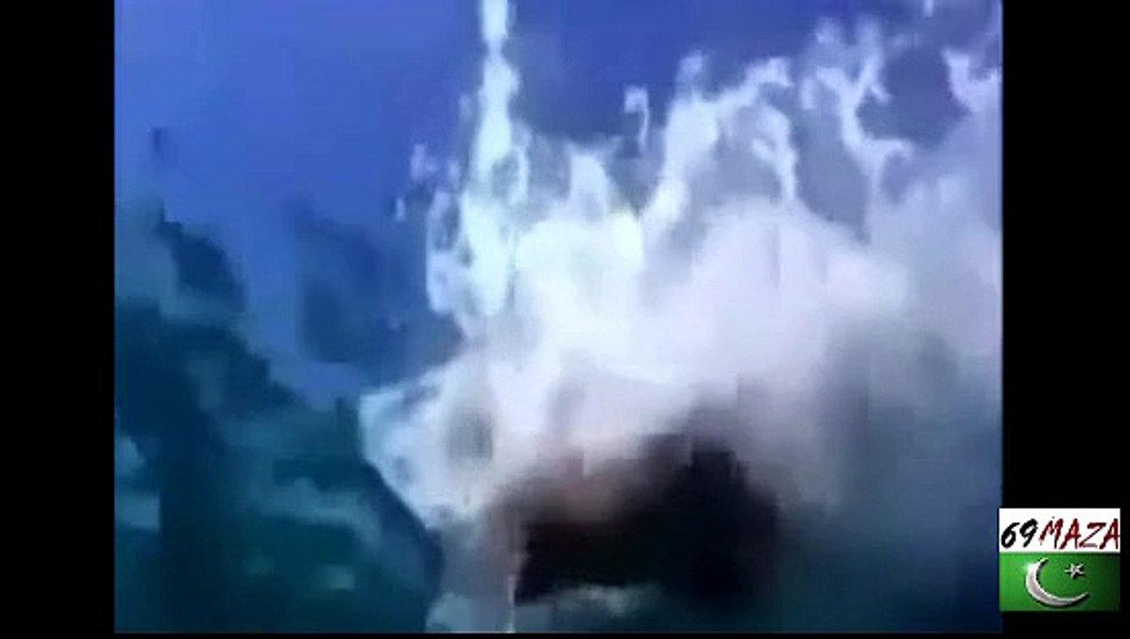 Animal are better then human