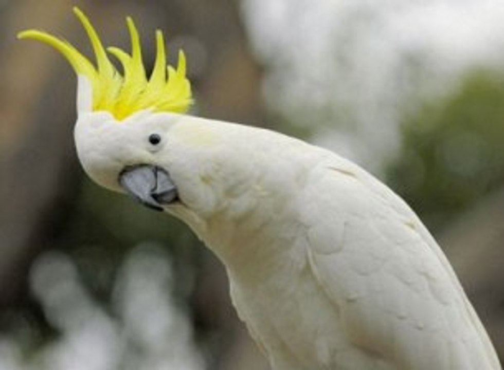 Joy's of Cockatoo
