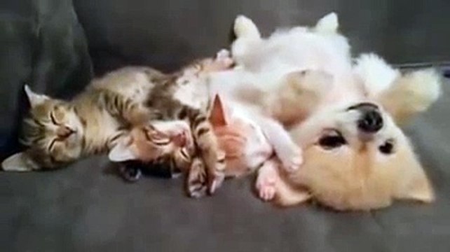 Un chien ne bouge pas d'un poil pour laisser dormir 3 chatons