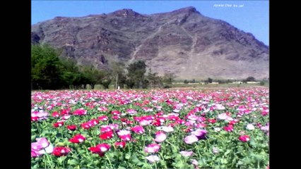 SURAH AL MURSALAT  / sudais