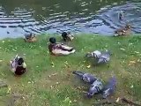 feeding to the pigeons and ducks in the park (video  animal pet bird dog cat zoo impact)