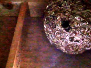 giant Hornet's nest BB shooting game in the ruin (beehive gun video movie )