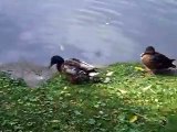 The ducks in the park (video  movie animal pet bird dog cat zoo impact)