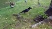 The unfair crow (video  movie animal pet bird dog cat zoo impact)