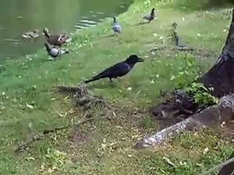 The unfair crow (video movie animal pet bird dog cat zoo impact)