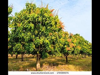 AAM KA BAGH KORA (FROST) CONTROL TIPS DR.ASHRAF SAHIBZADA CALL FROM UMAR KHAR KOT ADDU