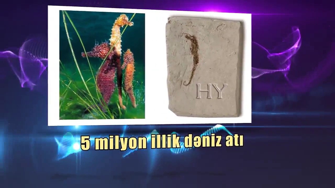 Fosillər Darvinə cavab verir - 2
