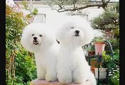 Bichon Frise Japan!!  They are the Bichon Frise of my home.