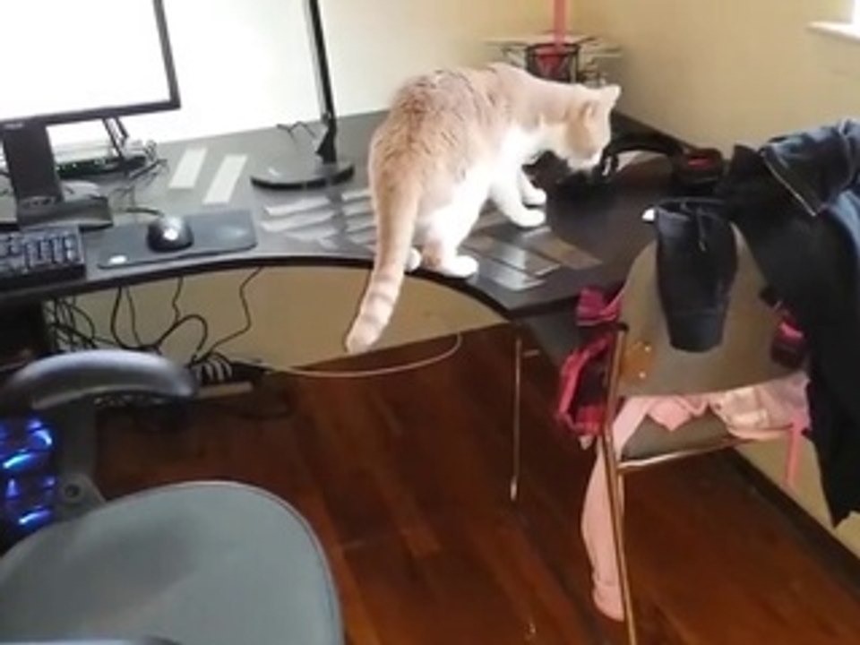 Cat funny video (by ewallbuzz.com )