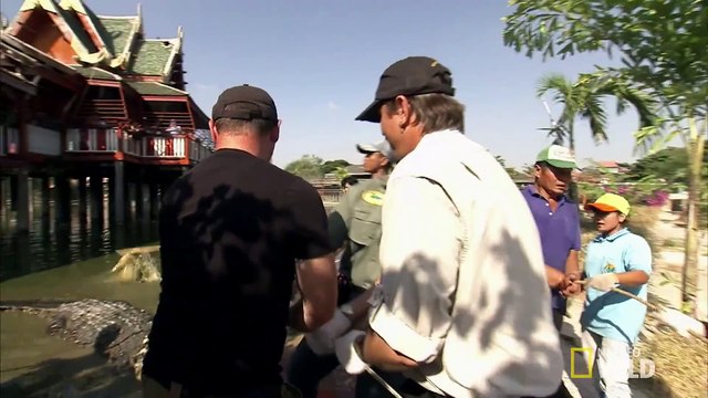 Python Hunters - Enormous Hybrid Croc