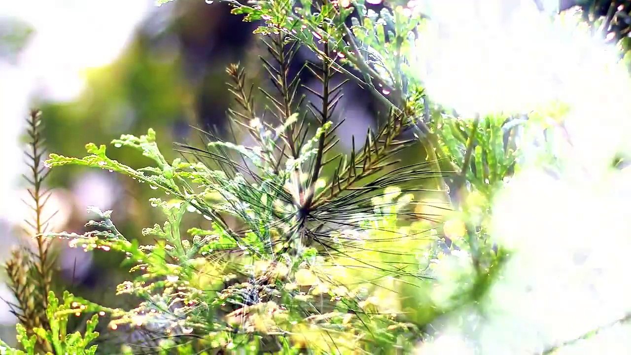 台灣樹王 the king of forest in Taiwan