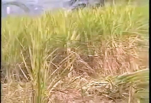 EGYPT THE HABIT OF CIVILIZATION Discovery History Travel Egyptian Full documentary