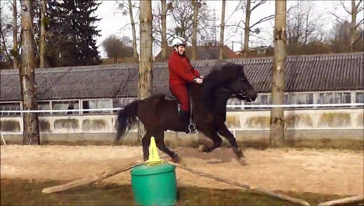 Jumbo poney Islandais