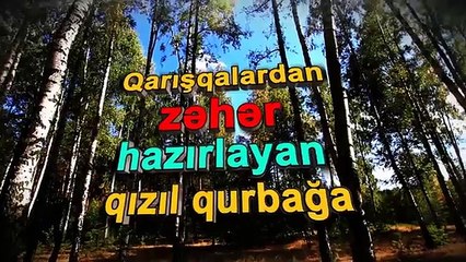 Sevimli canlılar - Qarışqalardan zəhər hazırlayan qızıl qurbağa